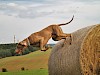 Weimaraner Weimaraner spring von Heuballen - © CC0 - Pixabay - zuzanu