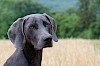 Weimaraner Weimaraner vor einem Feld - © CC0 - Pixabay - casc