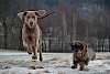 Ein ungleiches Duell Weimaraner und Dackel im Wettlauf auf einer verschneiten Wiese - © CC0 - Pixabay - mtajmr