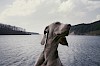 Weimaraner Weimaraner von vorne, im Hintergrund Wasser - © CC0 - Pixabay - StockSnap