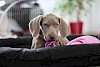 Da kuschelt es sich doch ganz gut Weimaraner in einem Hundebett mit pinken Kuscheldecke - © CC0 - Pixabay - ElvisClooth