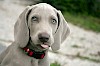 Weimaraner Weimaraner mit leicht herausgestreckter Zunge und rotem Halsband - © CC0 - Pixabay - cri92
