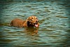 Im Wasser Weimaraner beim Schwimmen - © CC0 - Pixabay - MichaelGaida