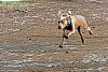 Weimaraner Weimaraner läuft über ein Feld - © CC0 - Pixabay - Georg_Wietschorke