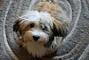 Havaneser Havaneser Welpe - © CC0 - Pixabay - NicoleDenker