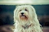 Havaneser Havaneser - © CC0 - Pixabay - buchsammy