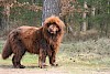 Neufundländer Neufundländer auf Wiese vor einem Wald - © stock.adobe.com / sunday pictures / #138363371