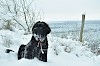 Neufundländer Neufundländer im Schnee - © CC0 - Pixabay - inside4