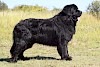 Neufundländer Neufundländer - © stock.adobe.com / CALLALLOO CANDCY / #16091985