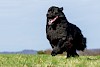 Neufundländer Neufunfländer läuft auf Wiese - © stock.adobe.com / hemlep / #51467084