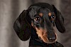 Dackel DAckel - © CC0 - Pixabay - ivanovgood