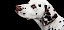 Dalmatiner Kopf von der Seite - © CC0 - Pixabay - Kaz