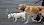 Zwei Hunde an der Leine - © CC0 - Pixabay - Pratheesh