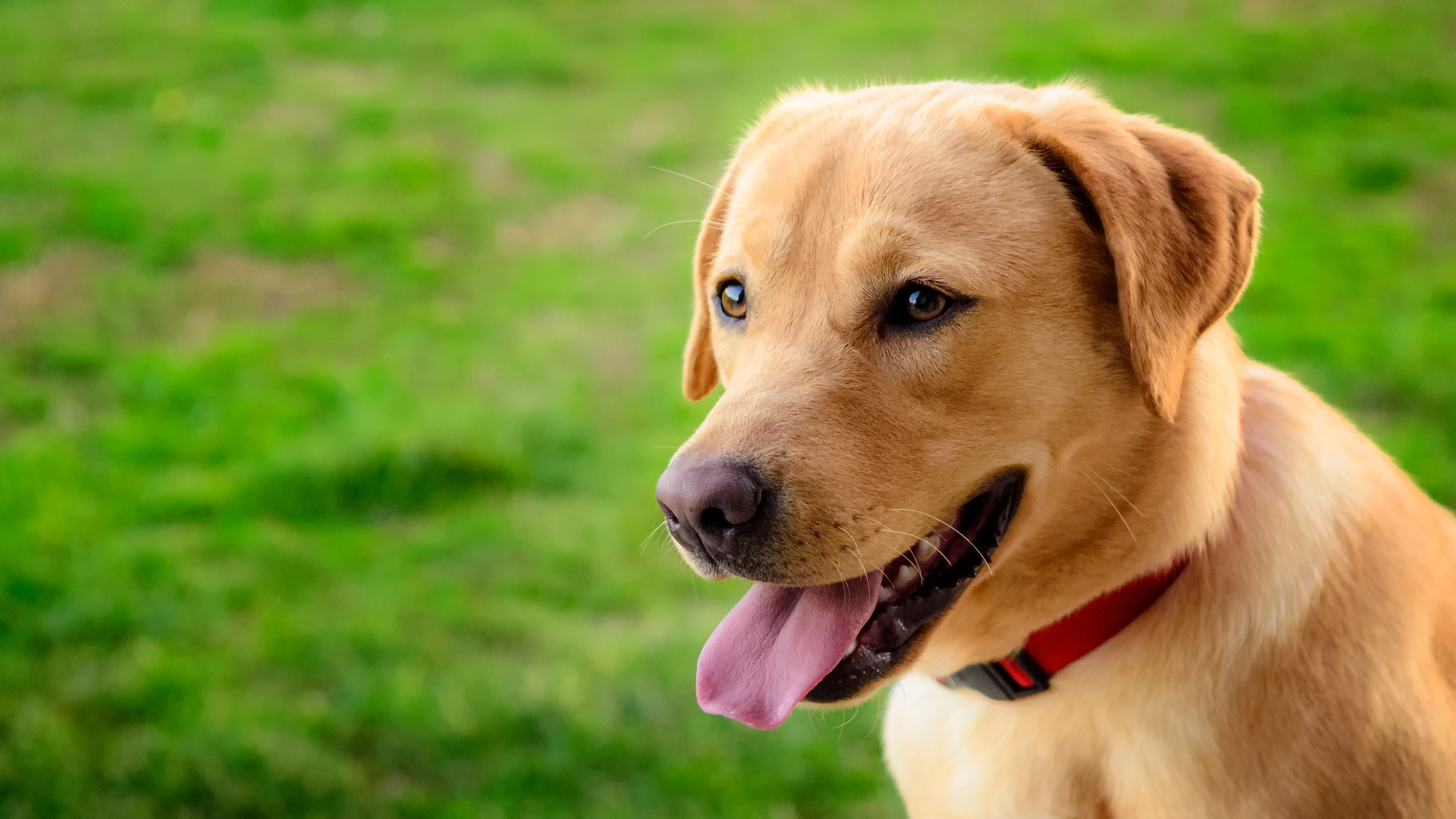 Labrador Retriver Menschenfreundliche Hunderasse