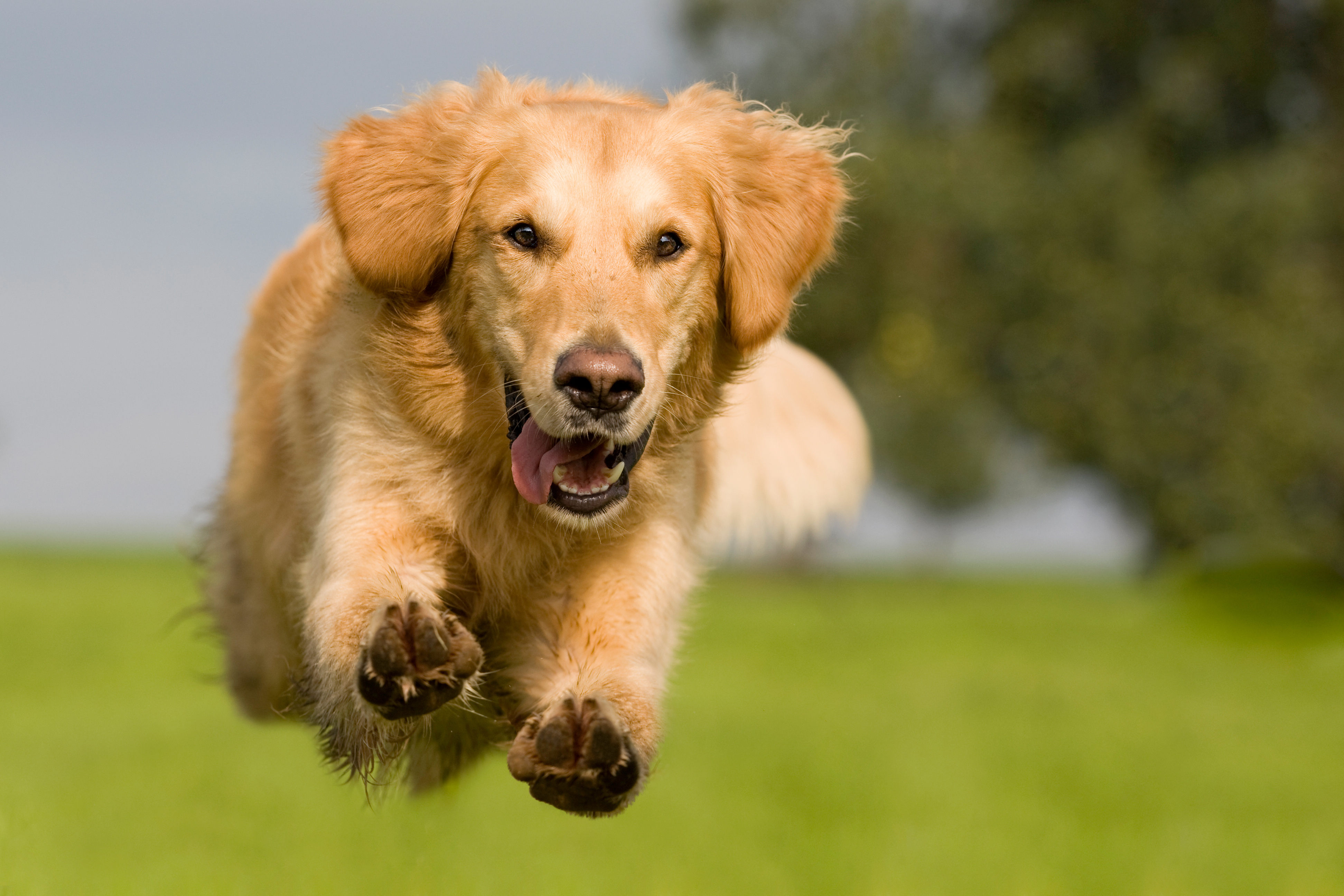 golden-retriever-alles-ber-den-kontaktfreudigen-familienhund