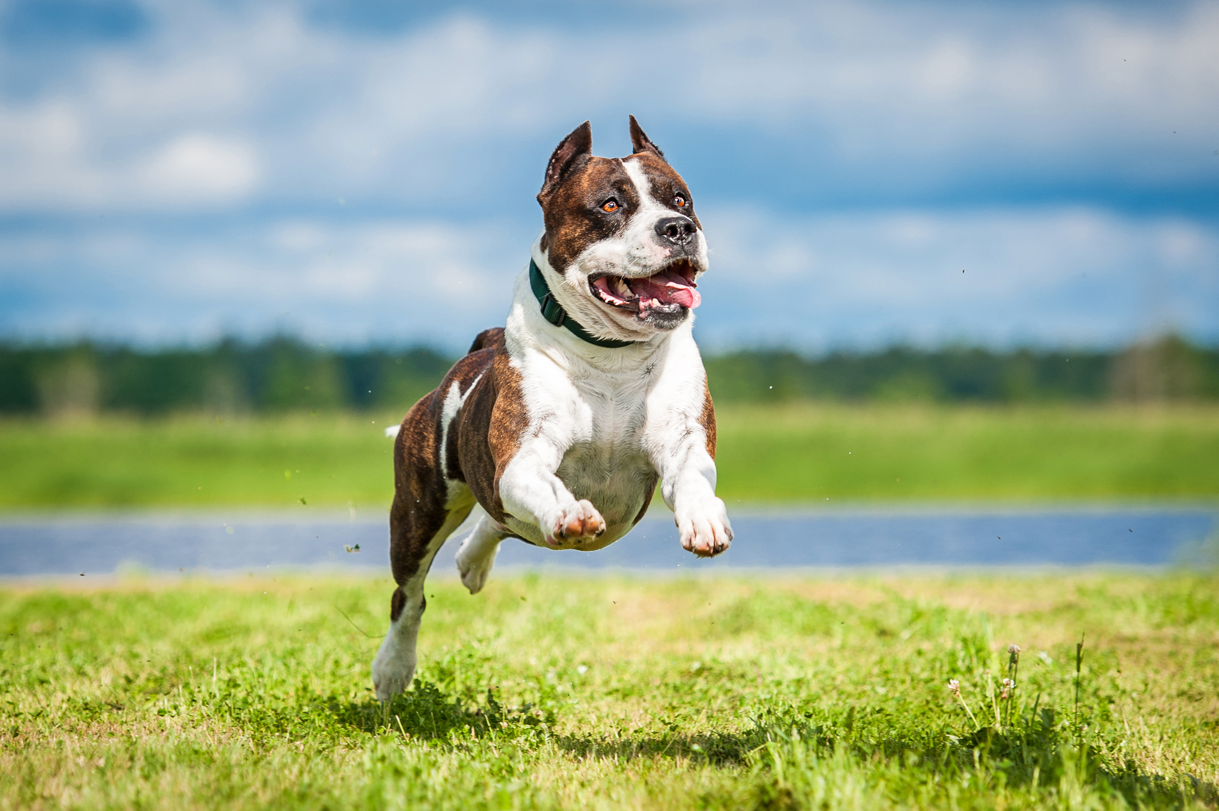 Amerikanischer Staffordshire Terrier - Das Muskelpaket