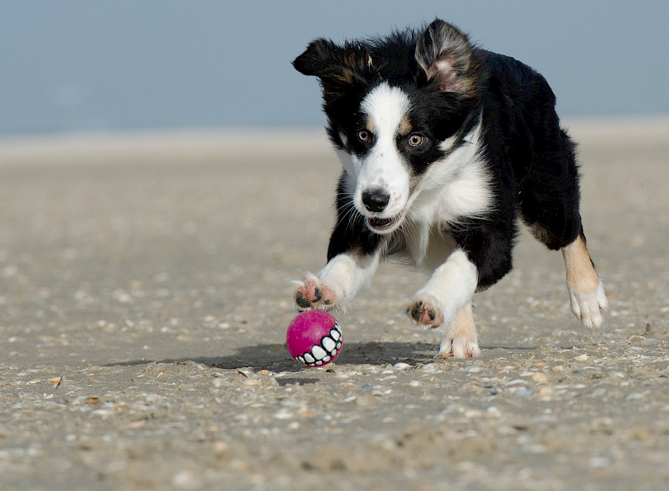 Border Collie Intelligenz braucht Forderung und Förderung