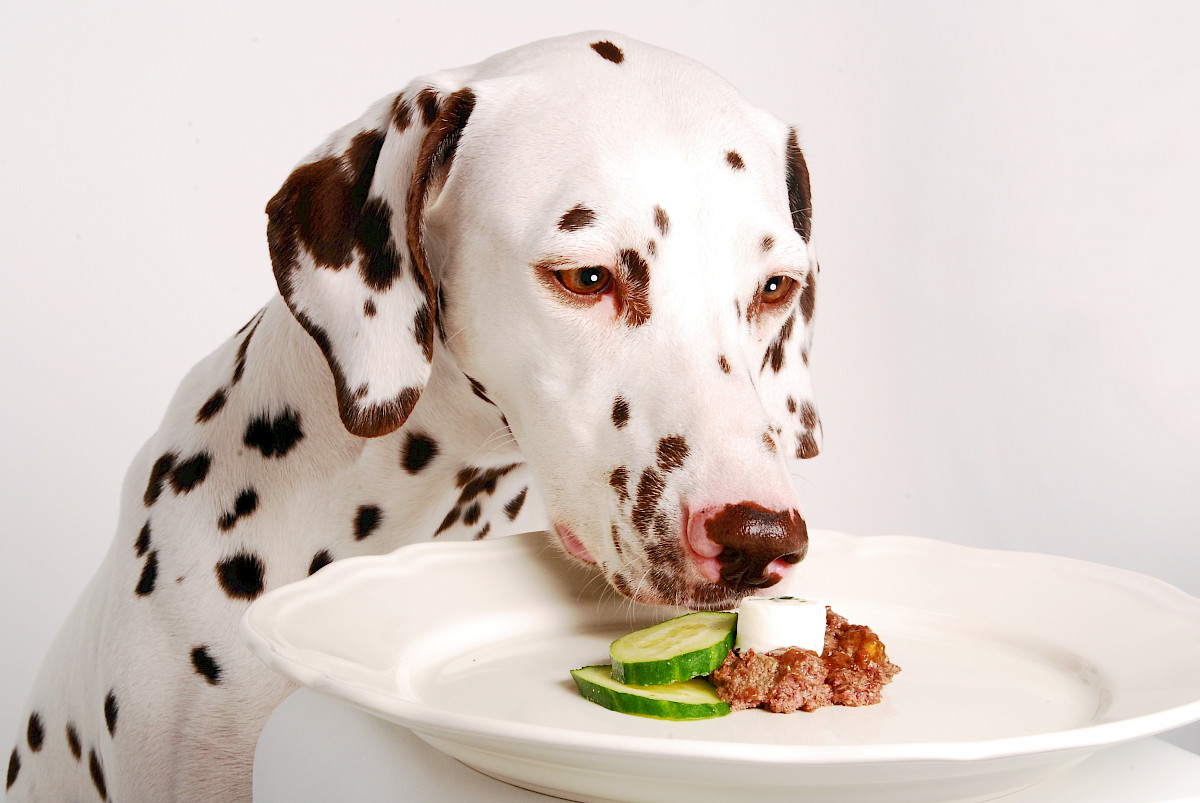 purinarme ernährung hund
