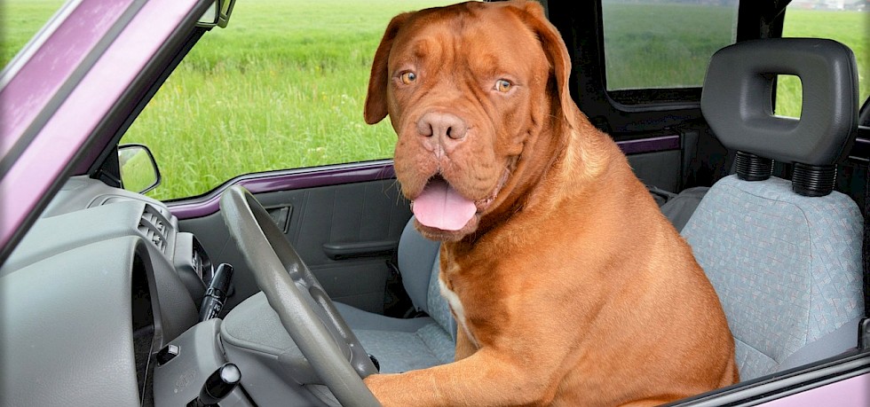 Mit Hund im Auto verreisen Was muss ich beachten?