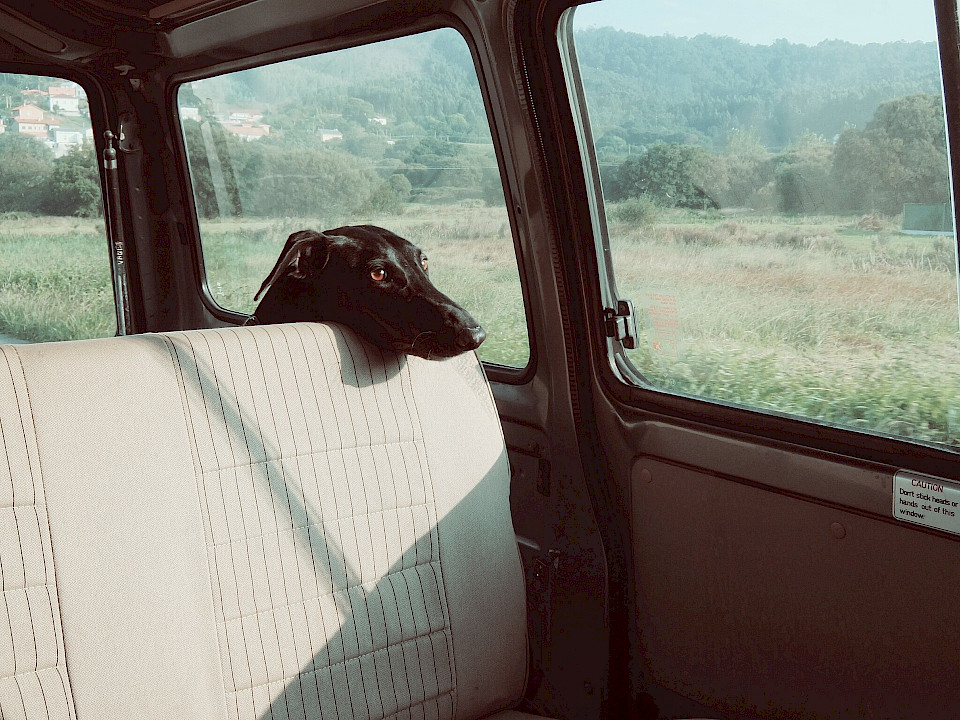 Mit Hund im Auto verreisen Was muss ich beachten?