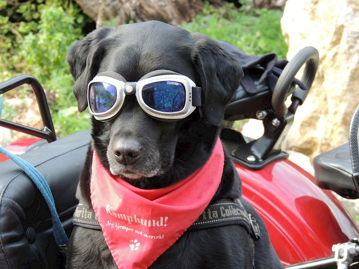 TOP Sonnenbrillen 2021 für den Hund