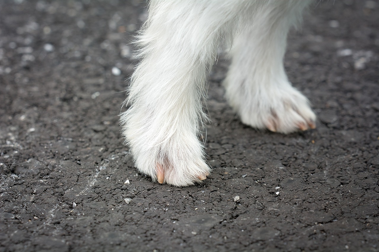 TOP Nahrungsergänzung Hunde Gelenke 2019